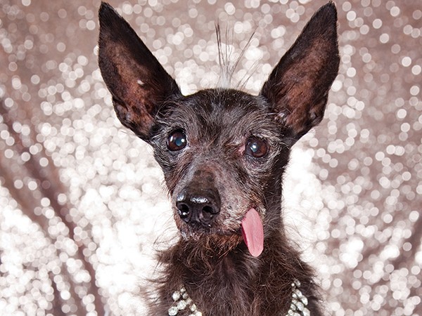 Meet the Winners of <i>The Stranger</i>'s Ugly Pet Contest